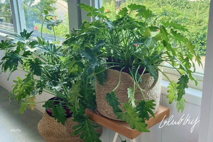 小天使蔓綠絨-原野牧場