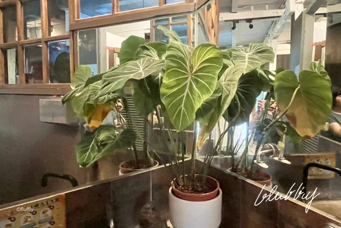 錦緞蔓綠絨-原野牧場